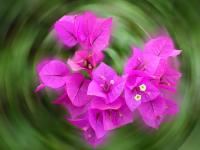 Photo de profil de orchidee22