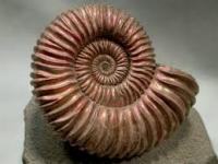 Photo de profil de ammonite