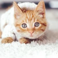 Photo de profil de kittie17