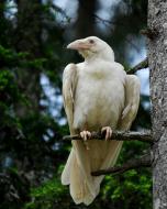 Photo de profil de brennos