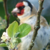 Photo de profil de narcisse41