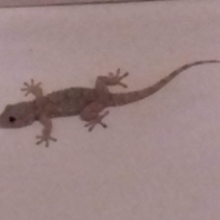 Photo de profil de gecko
