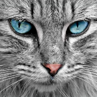 Photo de profil de cyberhunter